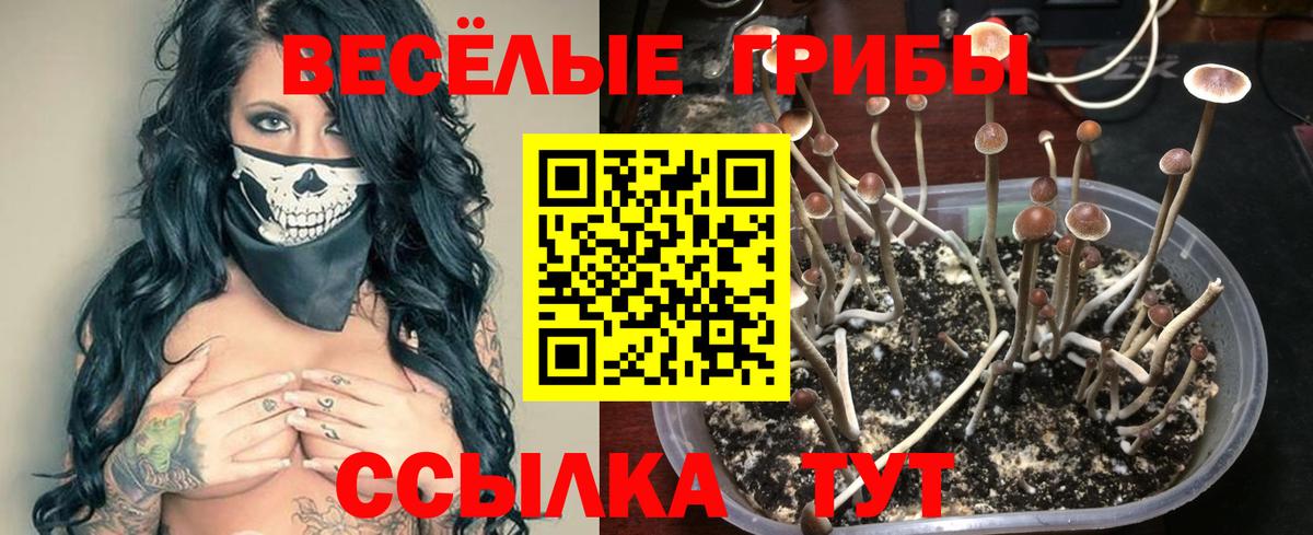 Псилоцибиновые грибы прущие грибы  Вход с VPN  Тула  Галлюциногенные грибы мицелий 